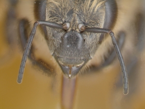 Antennen der Arbeiterin der Honigbiene